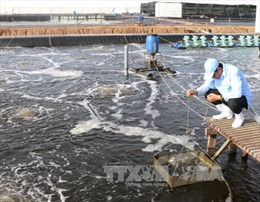 Áp dụng các giải pháp tiết kiệm điện trong nuôi tôm tại Đồng bằng sông Cửu Long - Bài cuối